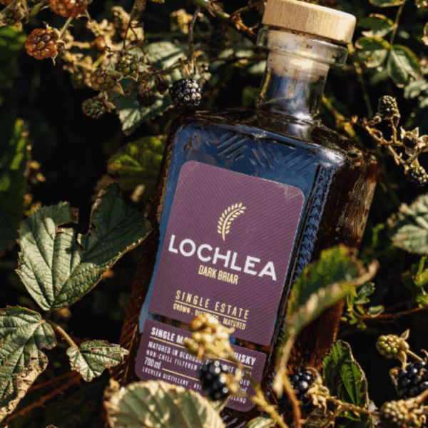 Lochlea Dark Briar